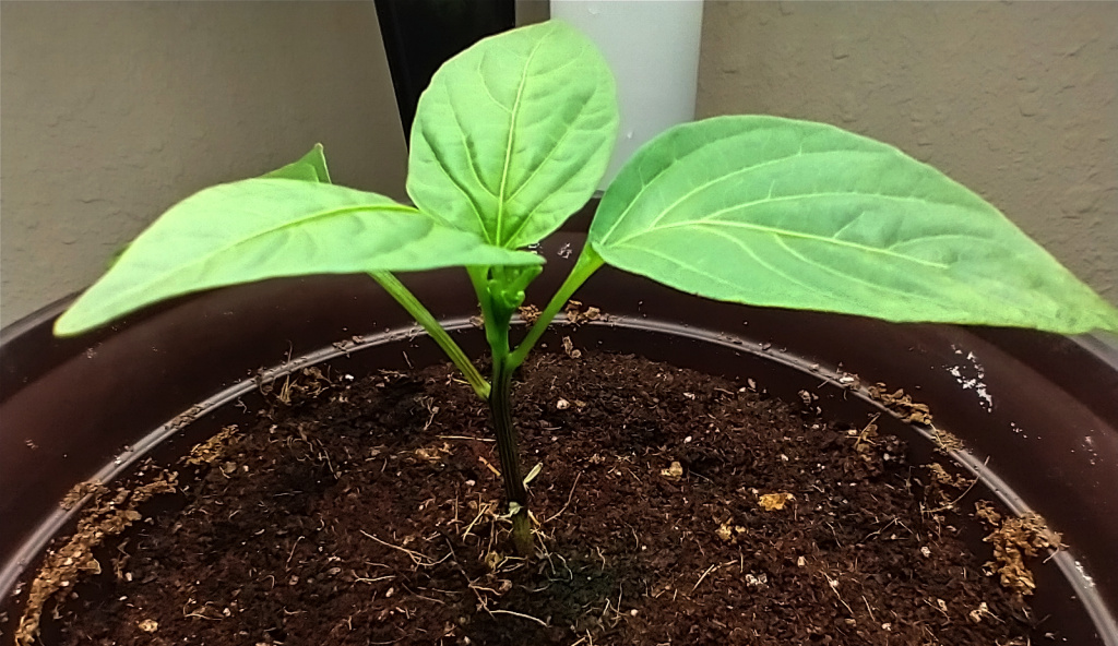 Update #1: Both of my Gypsies grew very tall and leggy, so I pinched the growing tip out of both of them to force them to b…