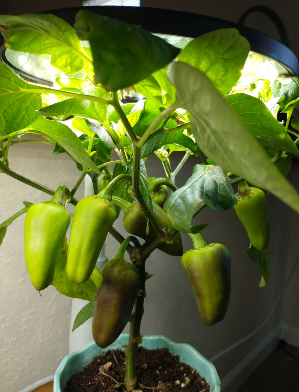 Update #8: The Gypsies have some peppers that are ripening. I have already eaten 3, and will start using these in cooking.
