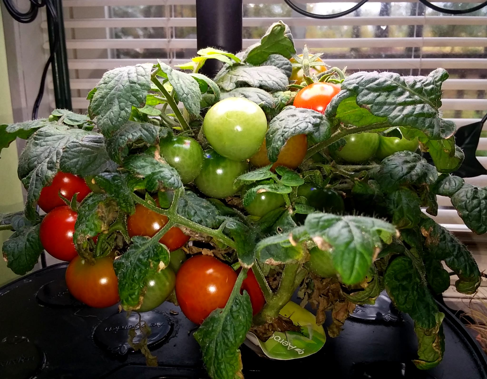 Windowbox Red Tomato Cutting in a Harvest