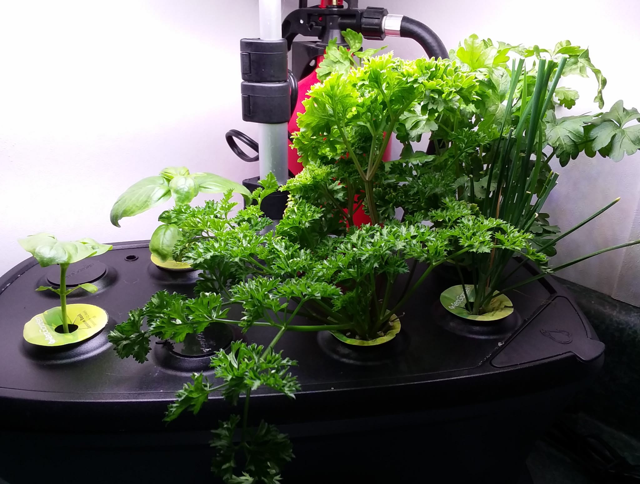Eight-Position Bounty Herb Garden with Frequent Pruning and Relocation