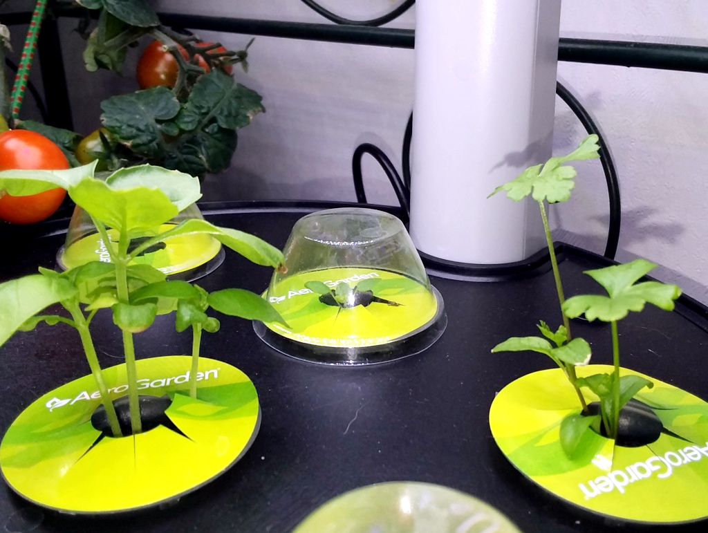 Italian Herb Seed Nursery with Partial Germination