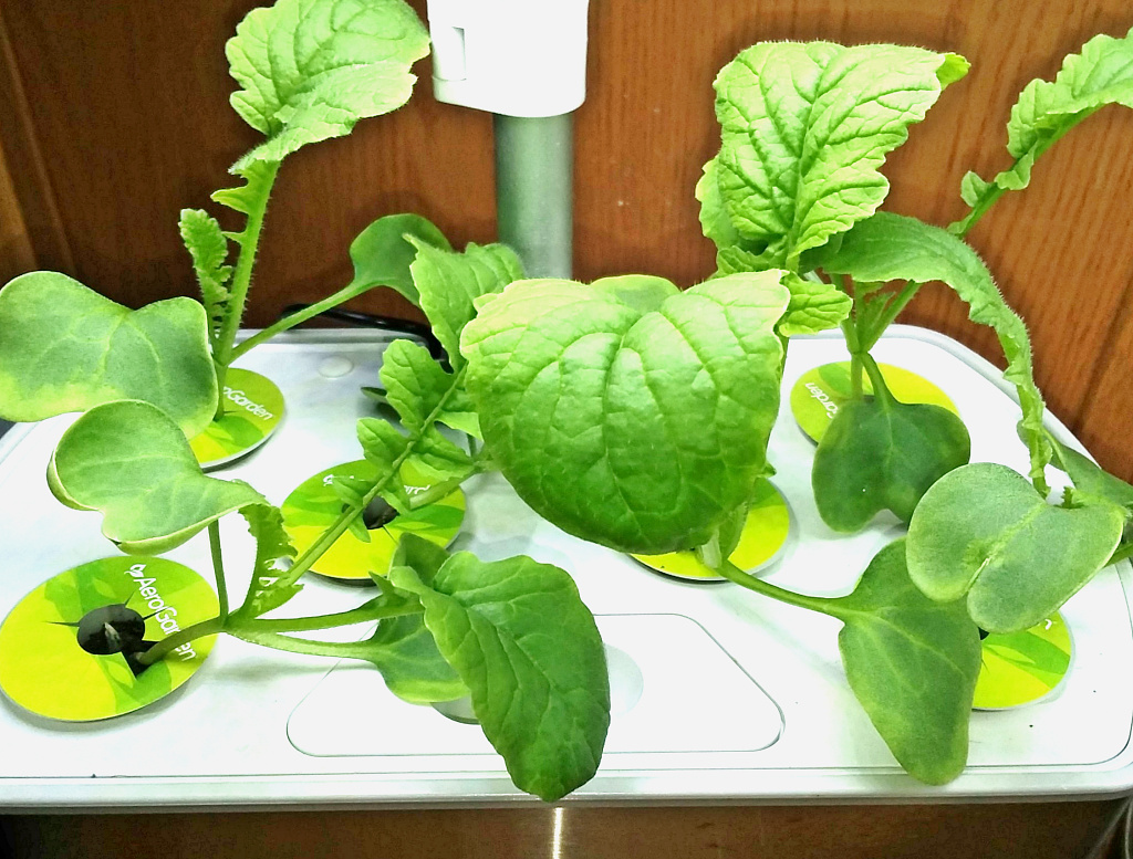 Japanese Wasabi Radish Germination Trial