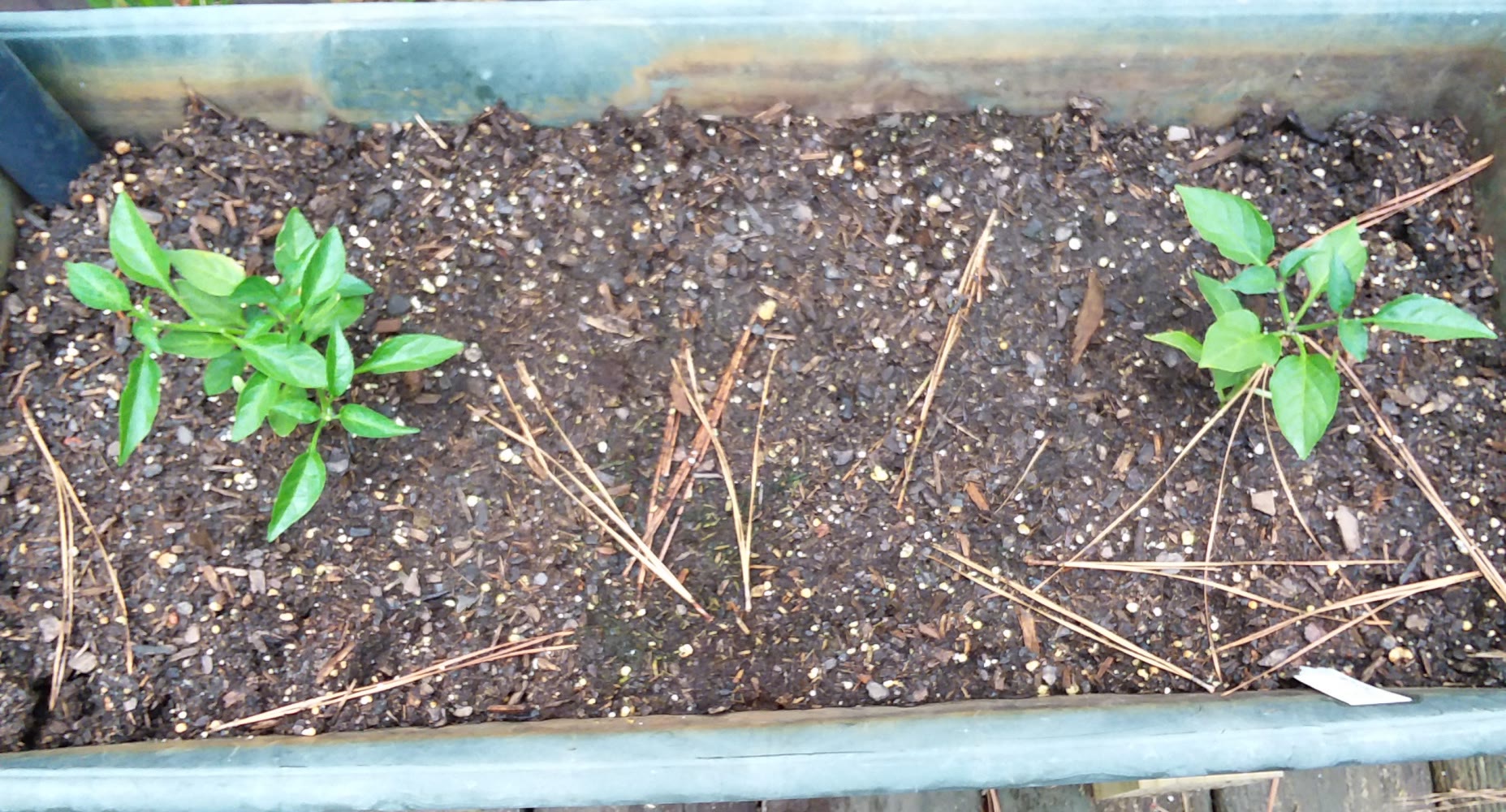Update #2: I just moved them outdoors today. Compare the difference between the Aerogarden pepper with pepper starts bought…