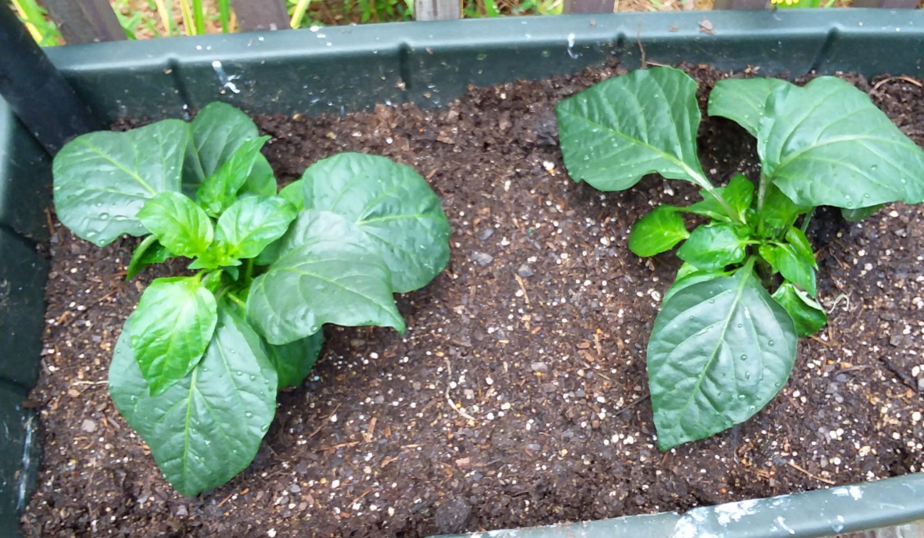 Lipstick Pepper Seedlings Moved from Seed Starter to Outdoors