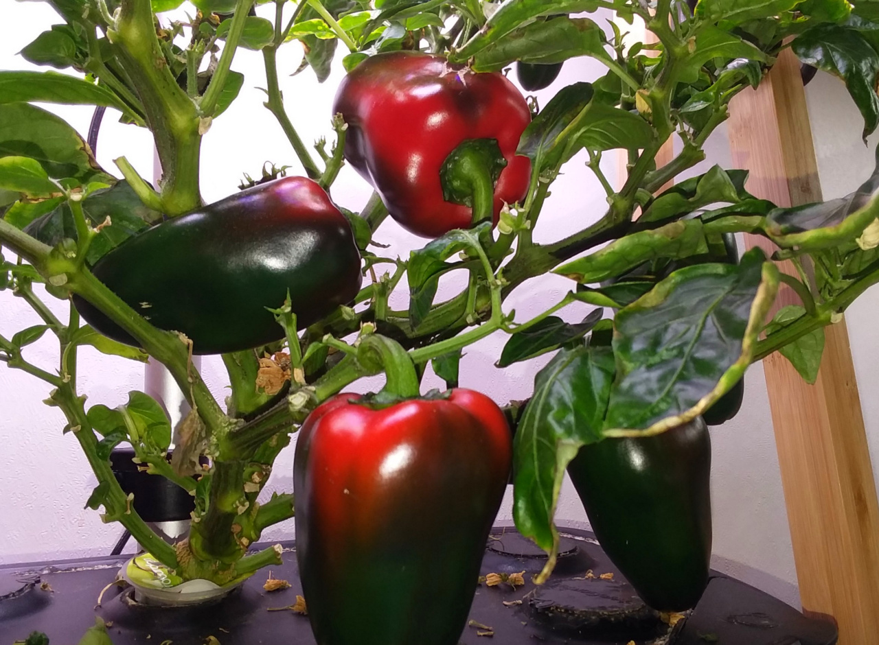 Pimento-Style Lipstick Peppers Harvested before Nutrient-Substitution Decline