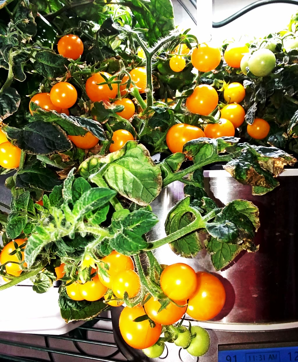 Orange Hat and Venus Micro Tomatoes in a Harvest
