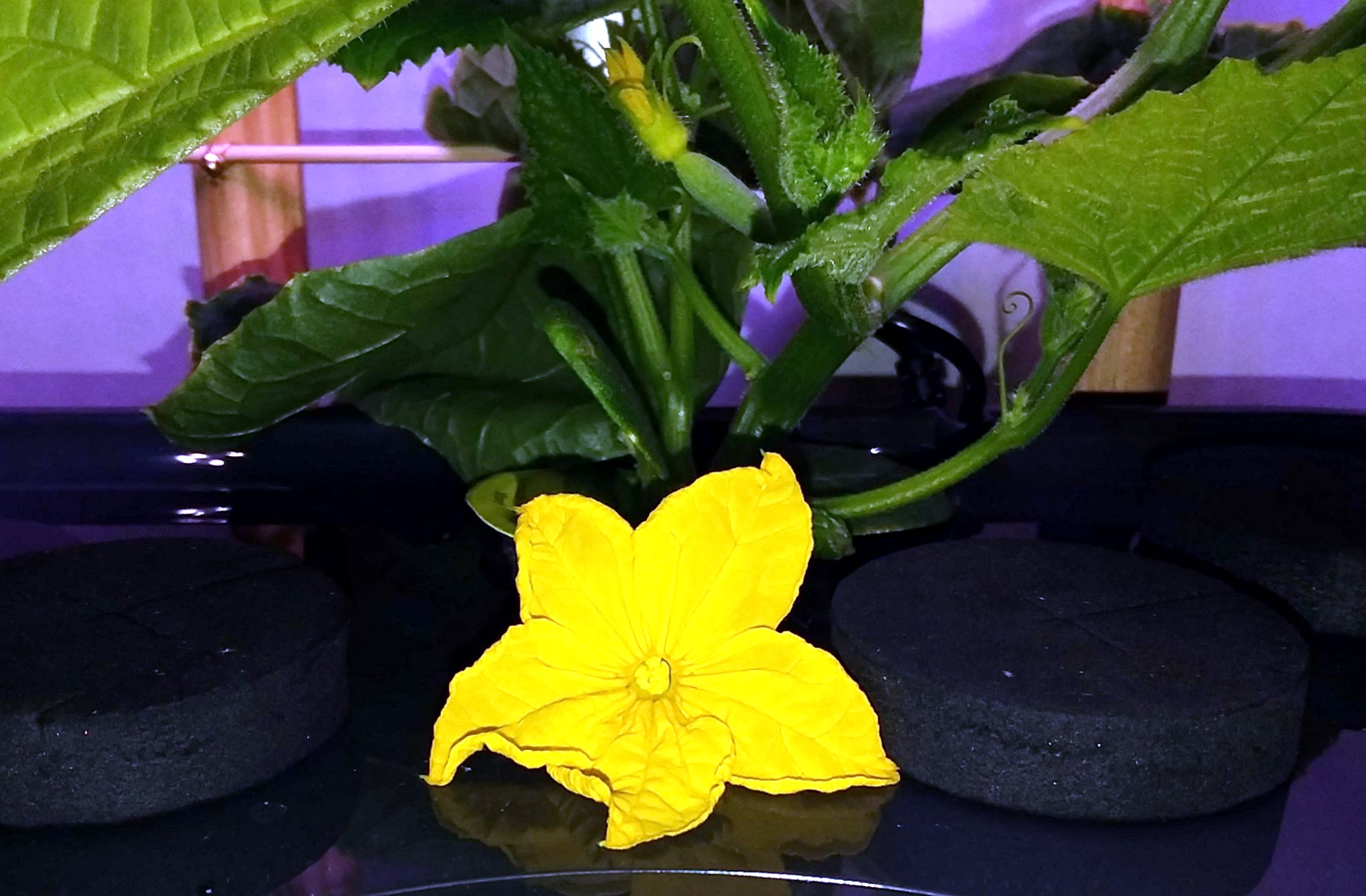 Mini Munch Cucumber Lost to Insect Damage