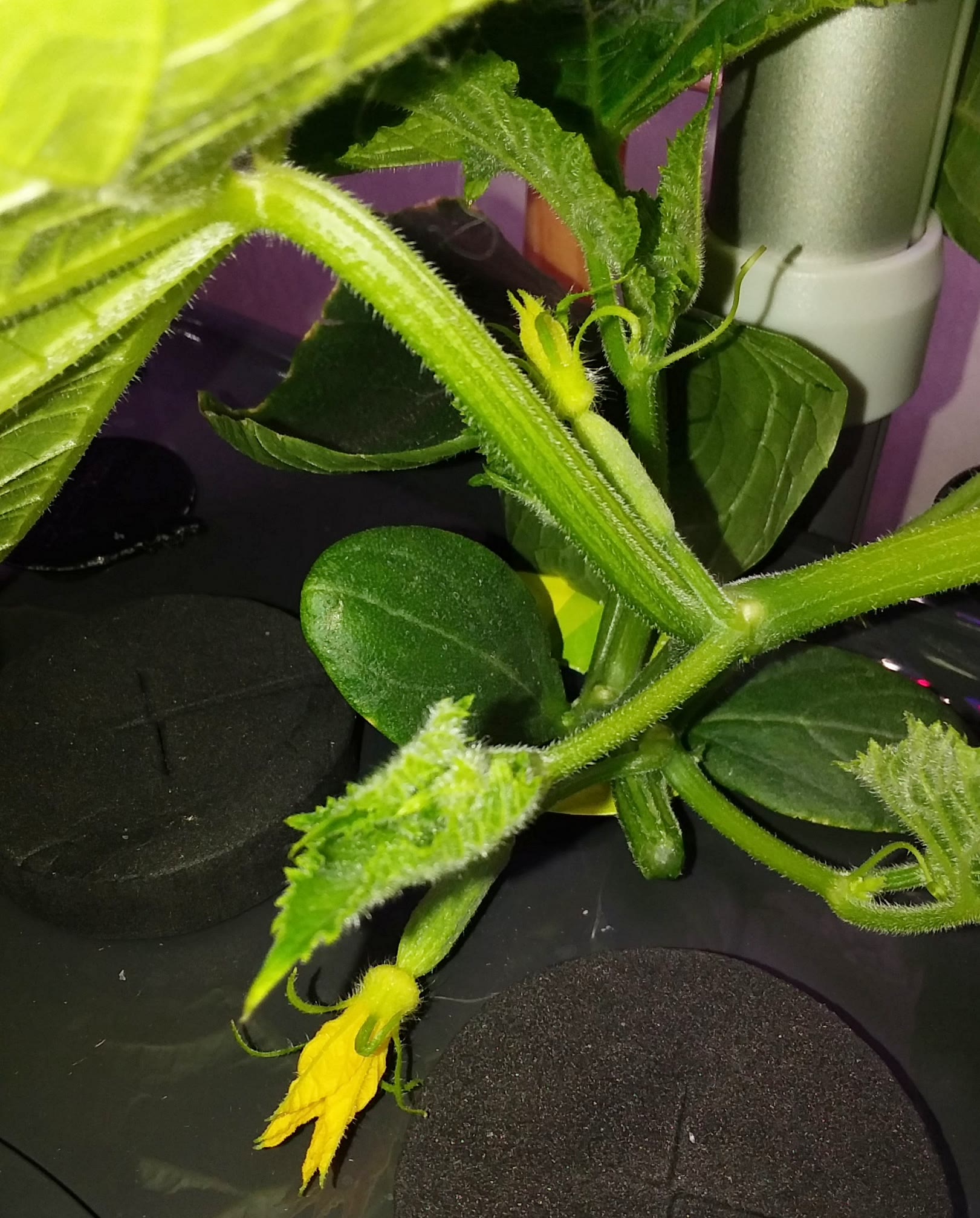 Update #1: Since the cucumber was taking over the grow tent, I moved it to the Bounty Basic that I was planning to start my…