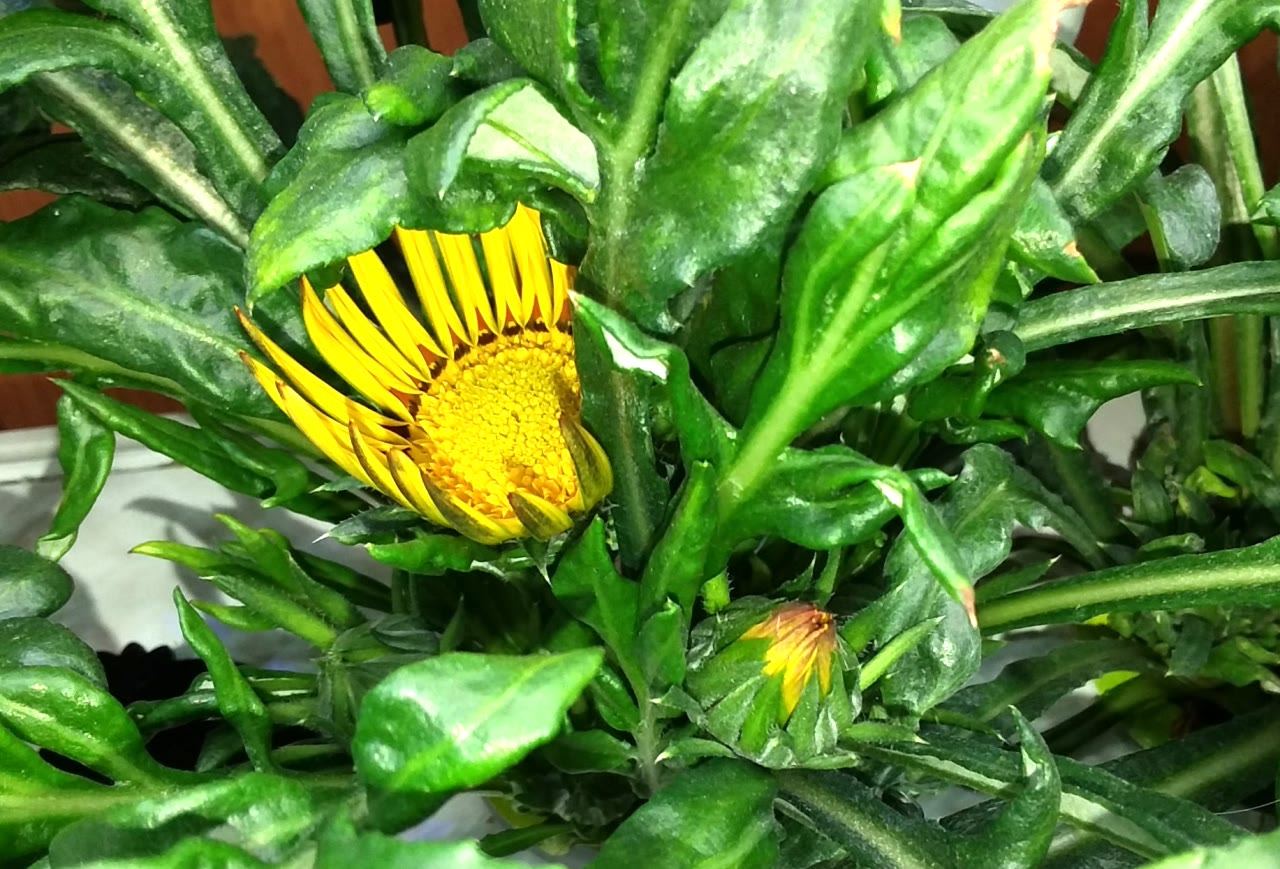Update #9: My first flower was so hidden by leaves that I didn't realize it had opened. I pinched away the extra leaves so …