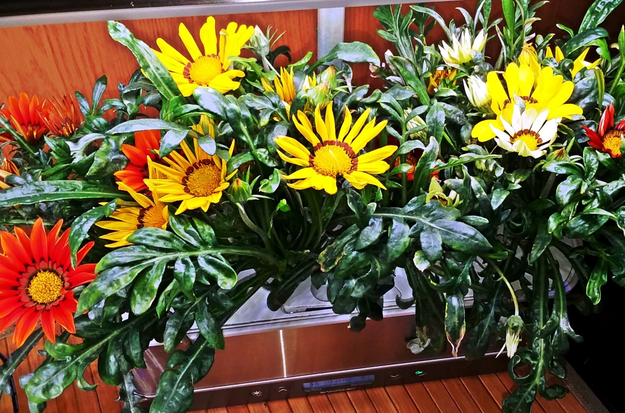 New Day Mix Gazanias with Yellow and Orange Blooms