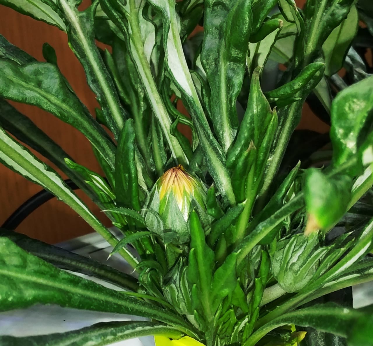 Update #8: There are two getting ready to blossom. I hope I get a mix of colors!