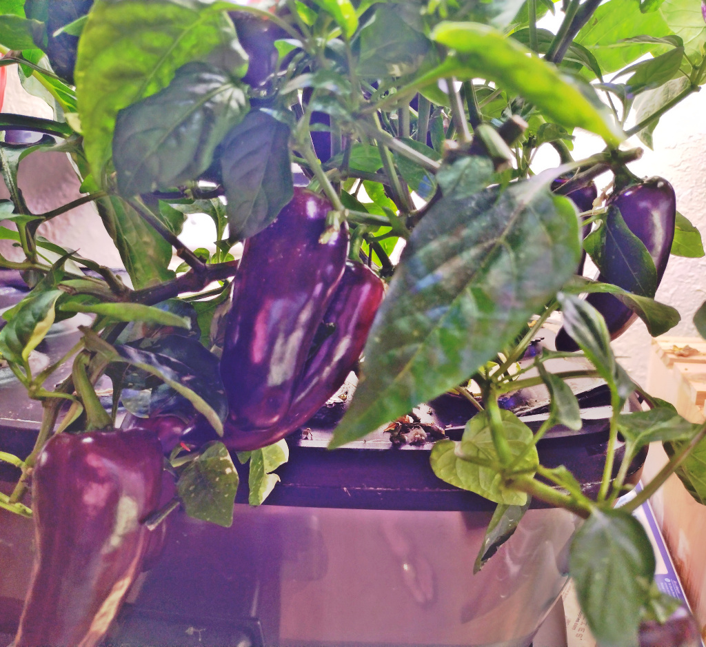 Mocha Swirl Sweet Pepper in an AeroGarden Bounty