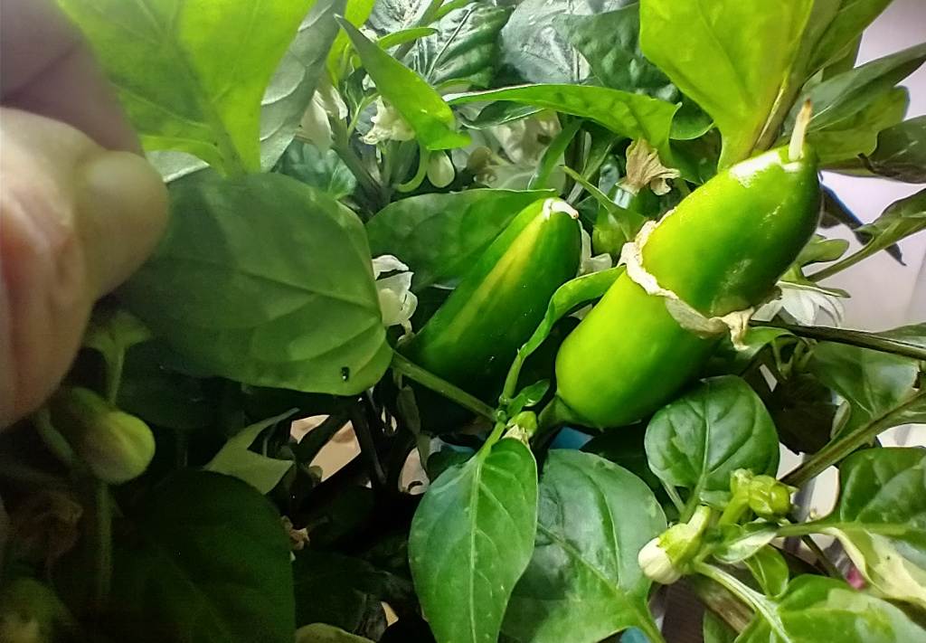 Update #16: I am so happy to see these little guys!
