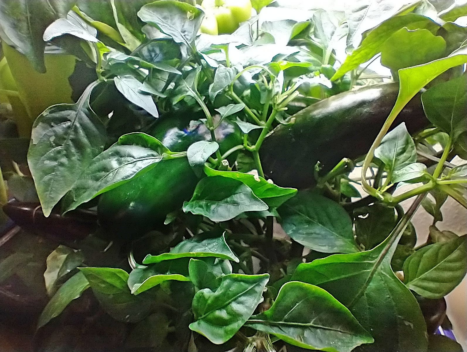 Update #21: I am too excited about these peppers not to overpost!