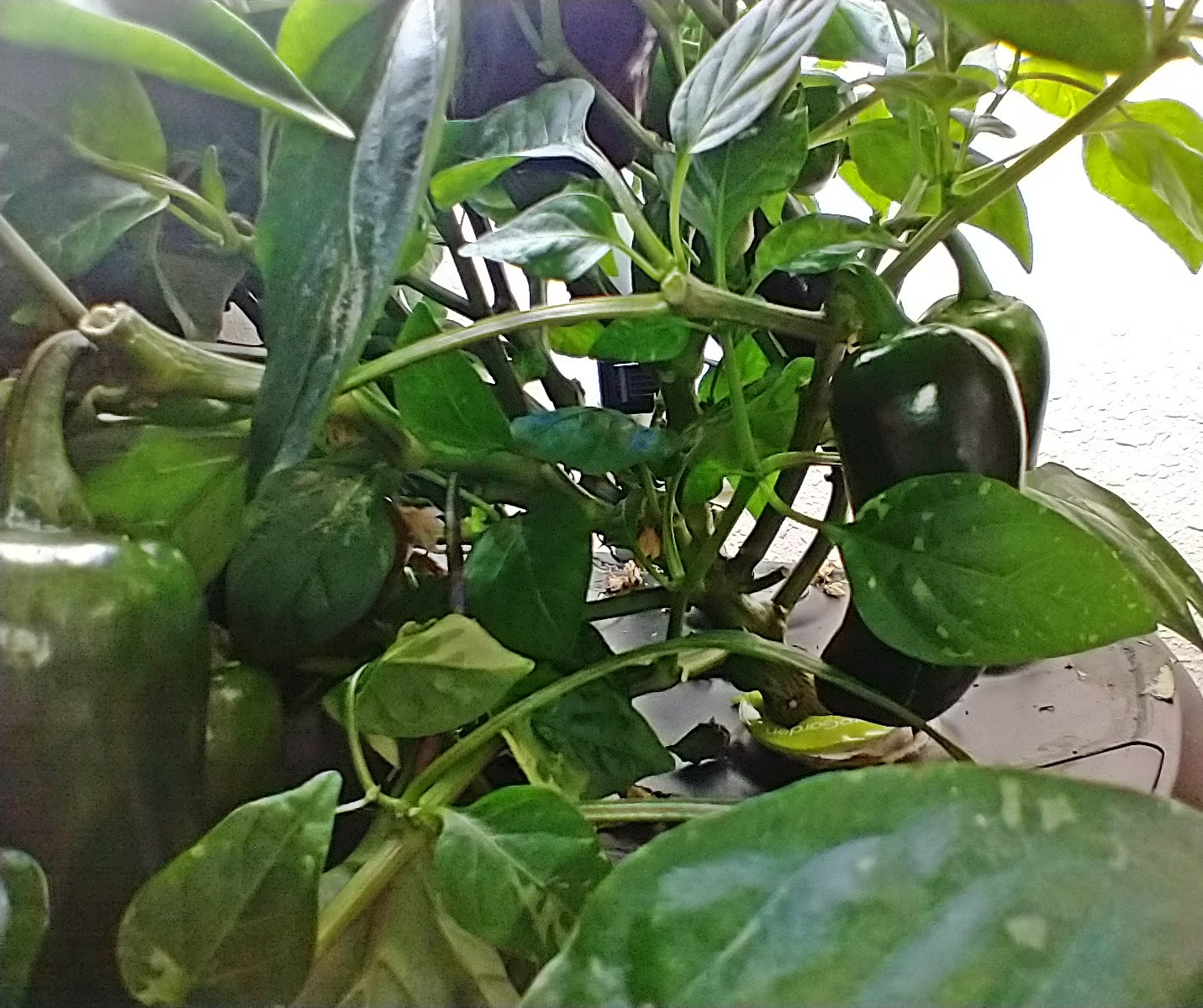 Update #21: I am too excited about these peppers not to overpost!