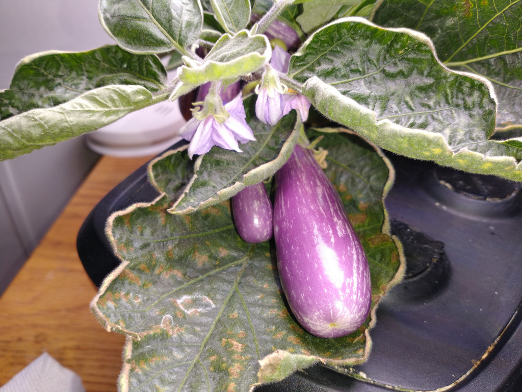 Update #8: The plant part of this eggplant is smaller than any I have ever grown -- probably because of the virus. But it i…