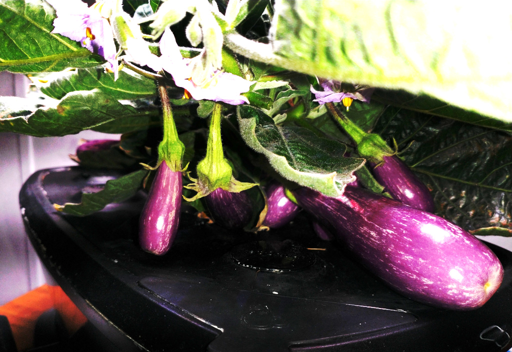 Update #8: The plant part of this eggplant is smaller than any I have ever grown -- probably because of the virus. But it i…