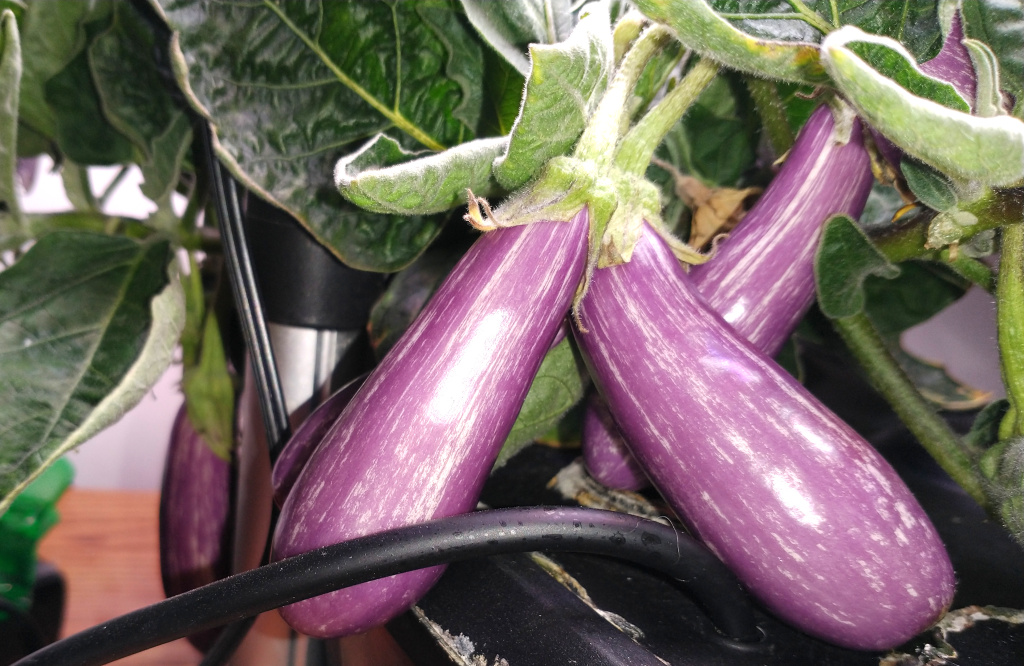 Compact Fairy Tale Eggplant with Heavy Fruit Production