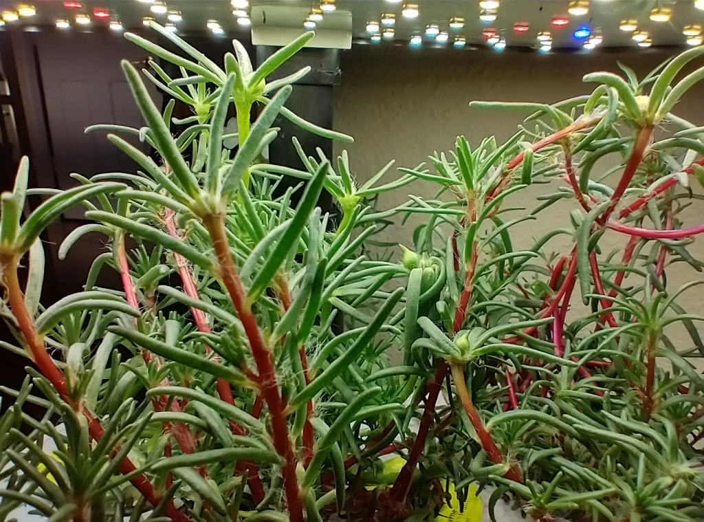 Update #11: As I suspected, the light colored stem has white flowers. Lots of buds of other colors to come, I hope!