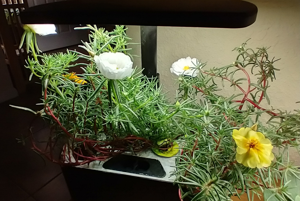 Moss Roses Bloomed but Grew Poorly under a Harvest Light
