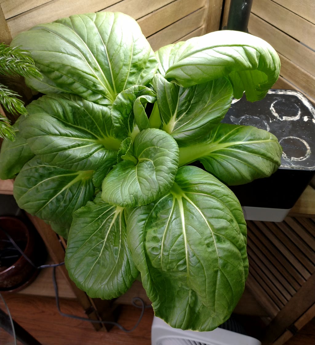 Swiss Chard, Romaine, and Bok Choy with Long Repeated Harvests