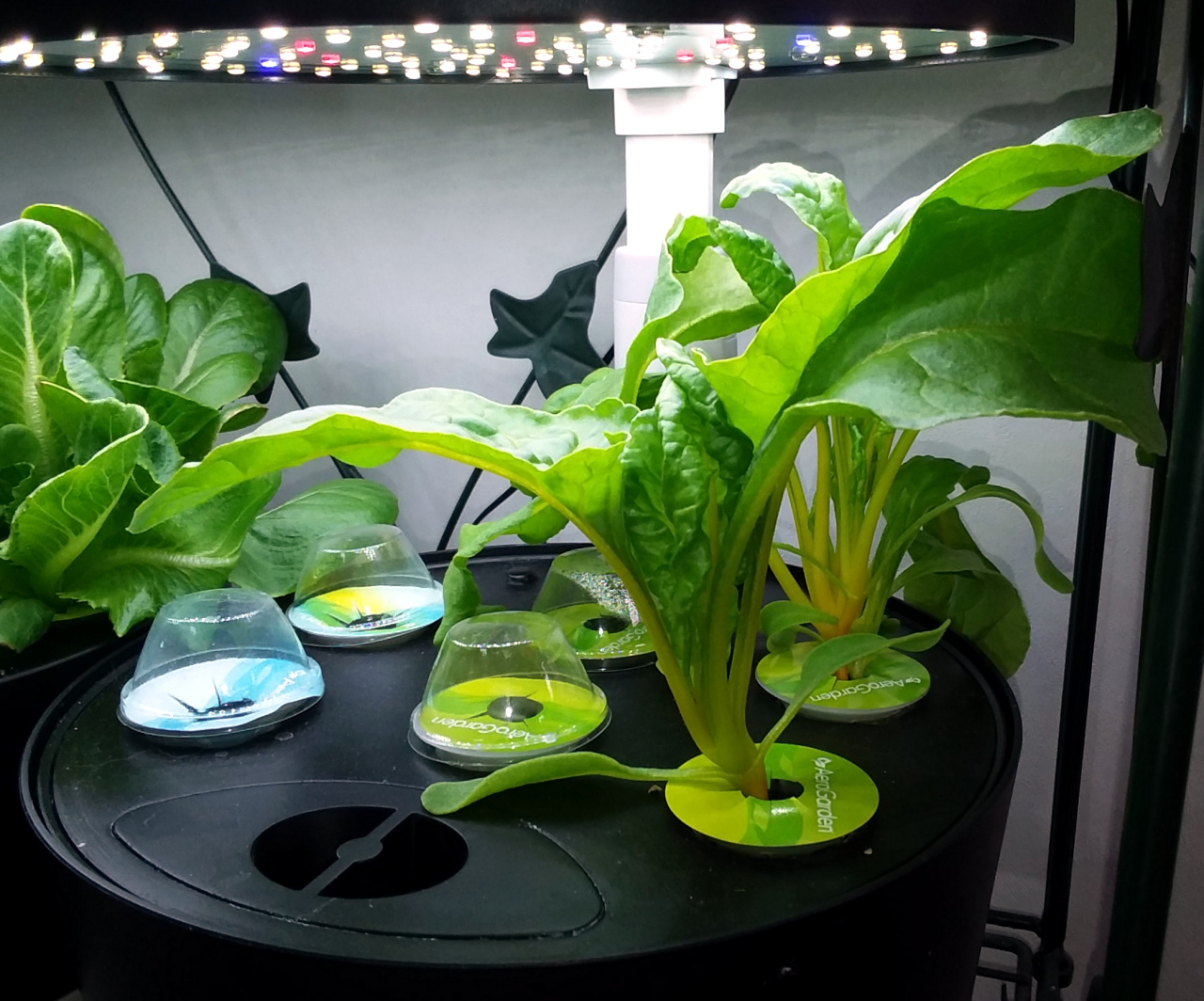 Update #3: Bok choy, lettuce and Swiss chard that I havent gotten around to transplanting yet. I put the duplicate bok choy…
