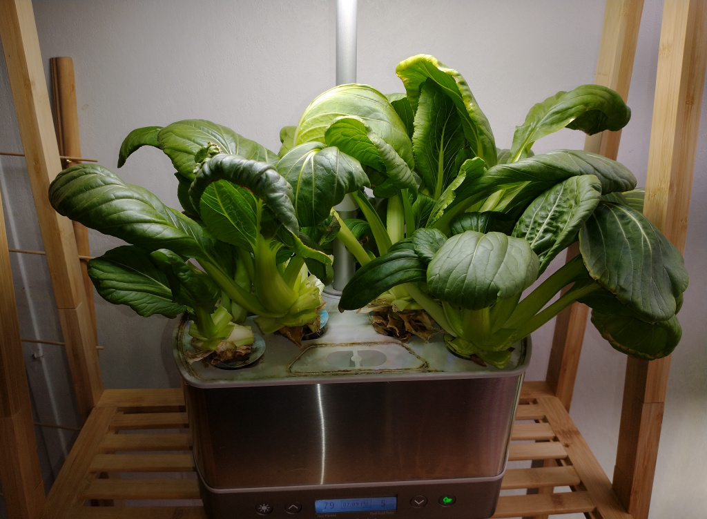Update #8: The bok choy has produced for so long that I am starting to get tired of it. I never thought that could happen.