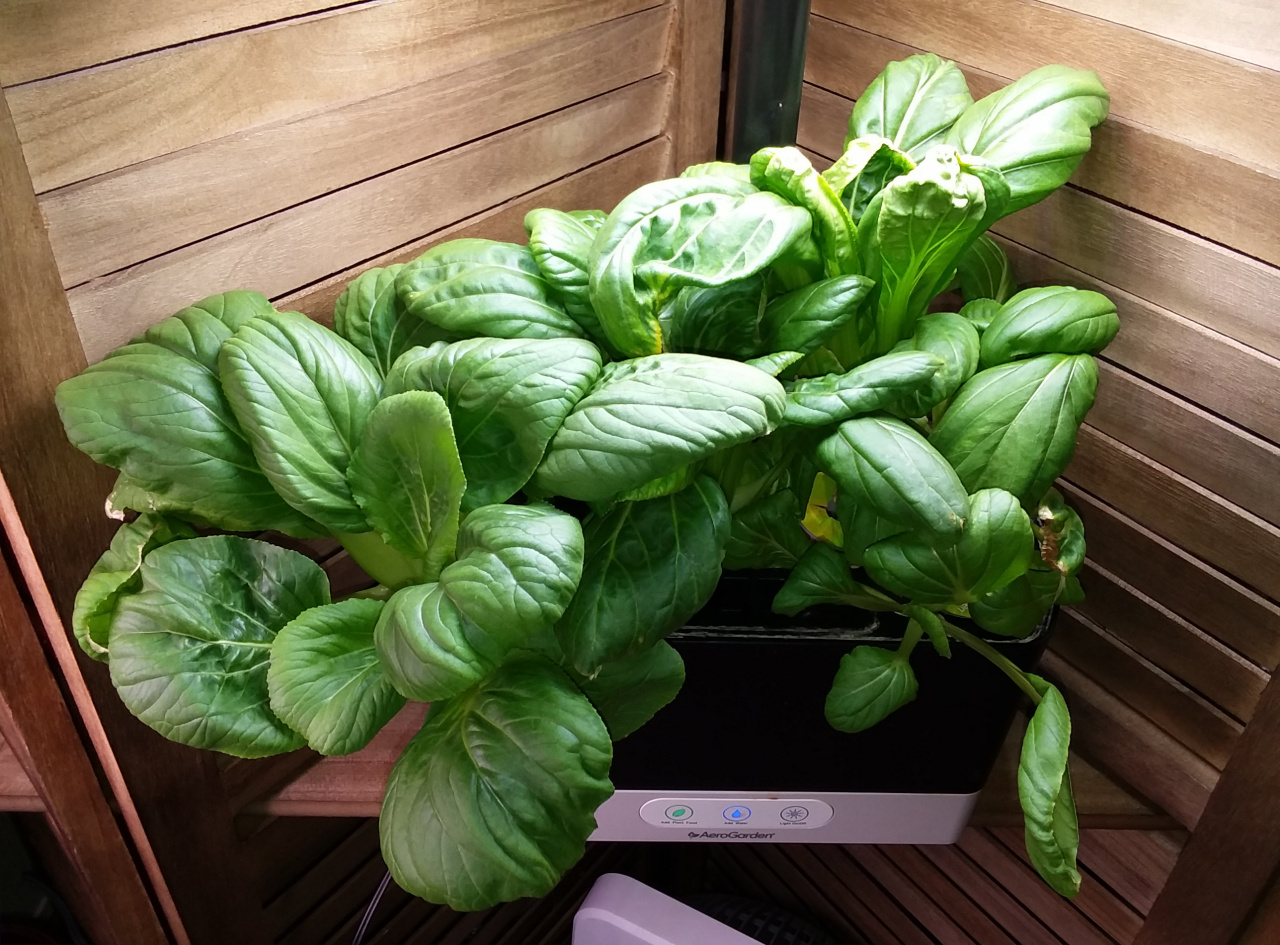 Update #6: The bok choy keeps going and going and going. I am eating it slower now, mostly for wraps and small salads.
