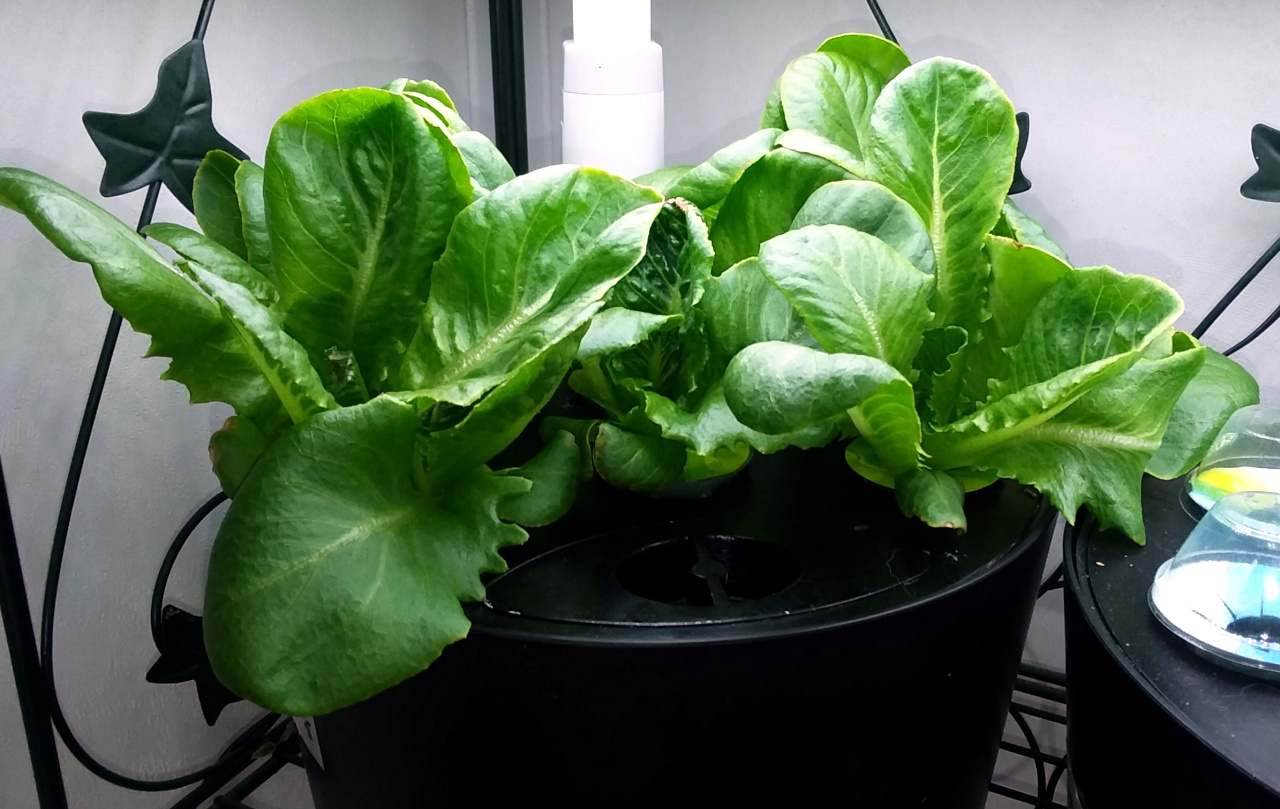 Update #3: Bok choy, lettuce and Swiss chard that I havent gotten around to transplanting yet. I put the duplicate bok choy…