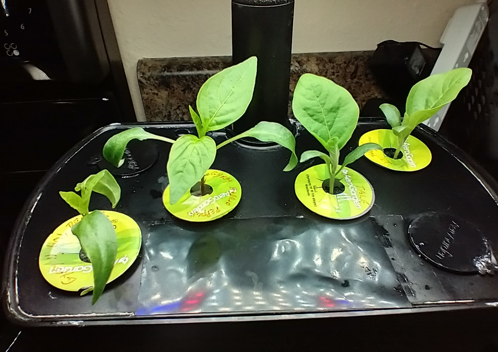 Veranda Red Tomatoes, Fairy Tale Eggplants, and Gypsy Peppers in a Vegetable Nursery