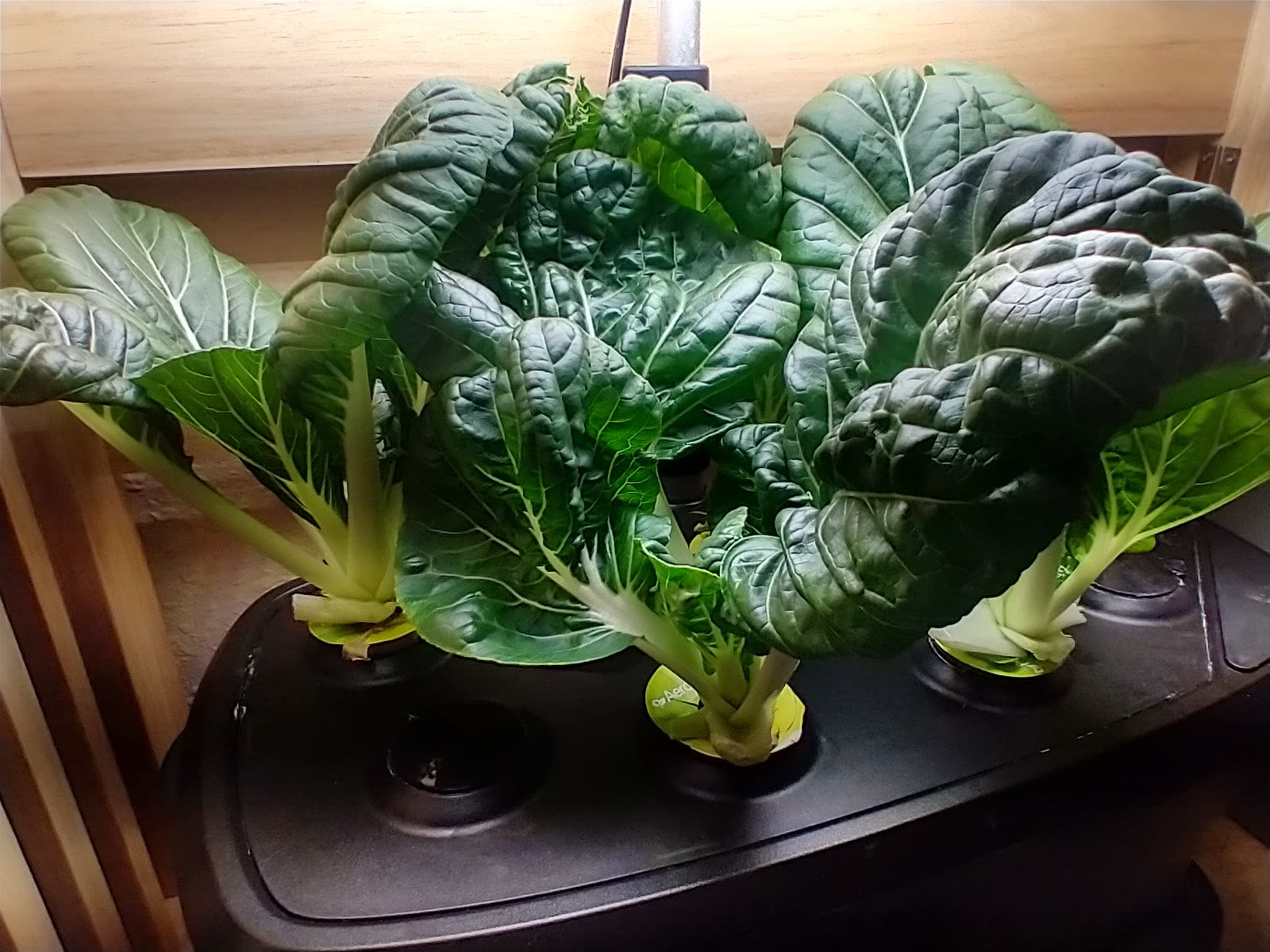 Productive Pak Choy after an Unplugged-Pump Recovery