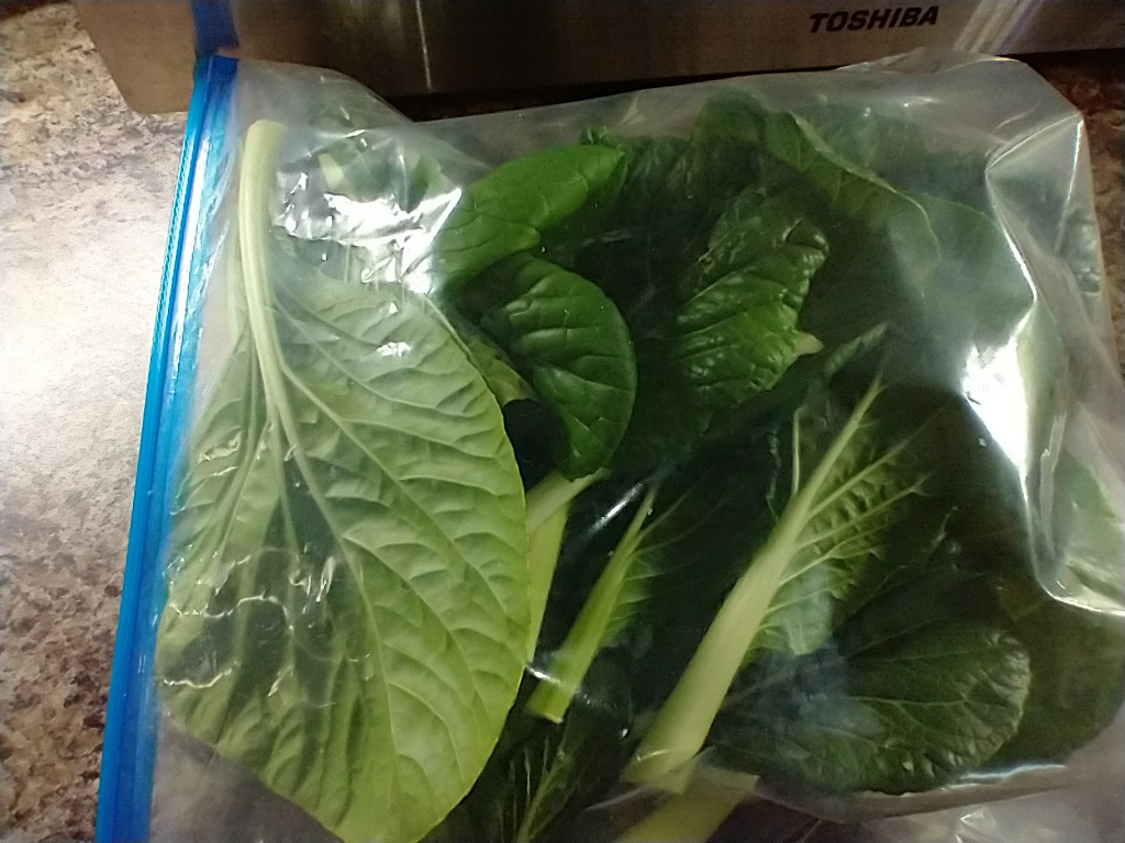 Update #9: I reluctantly terminated my bok choy last night because roots were plugging two of the holes, and I needed to se…