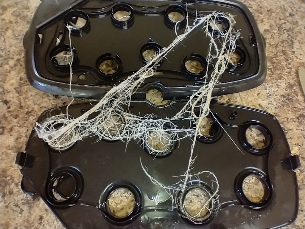 Update #9: I reluctantly terminated my bok choy last night because roots were plugging two of the holes, and I needed to se…