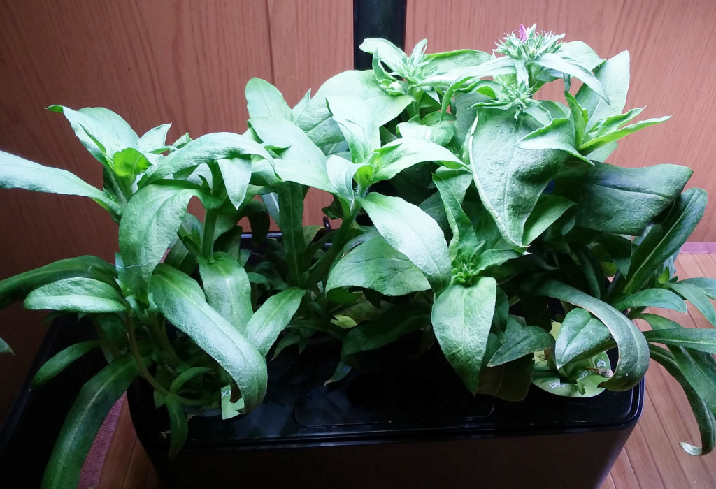 Update #7: I did an R&R using 4 ml AG nutes and 1 ml DynaGro Bloom (3-12-6) to give the budding a boost. I also removed 2 v…