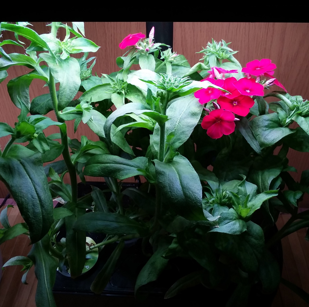 Mislabeled Phlox Twinkles Packet Produced Tall Wildflowers