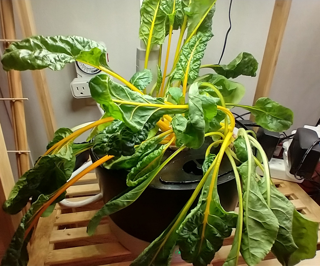 Update #5: Chard does not like to have its roots trimmed. The wilted areas looked almost like cooked spinach a few hours ag…