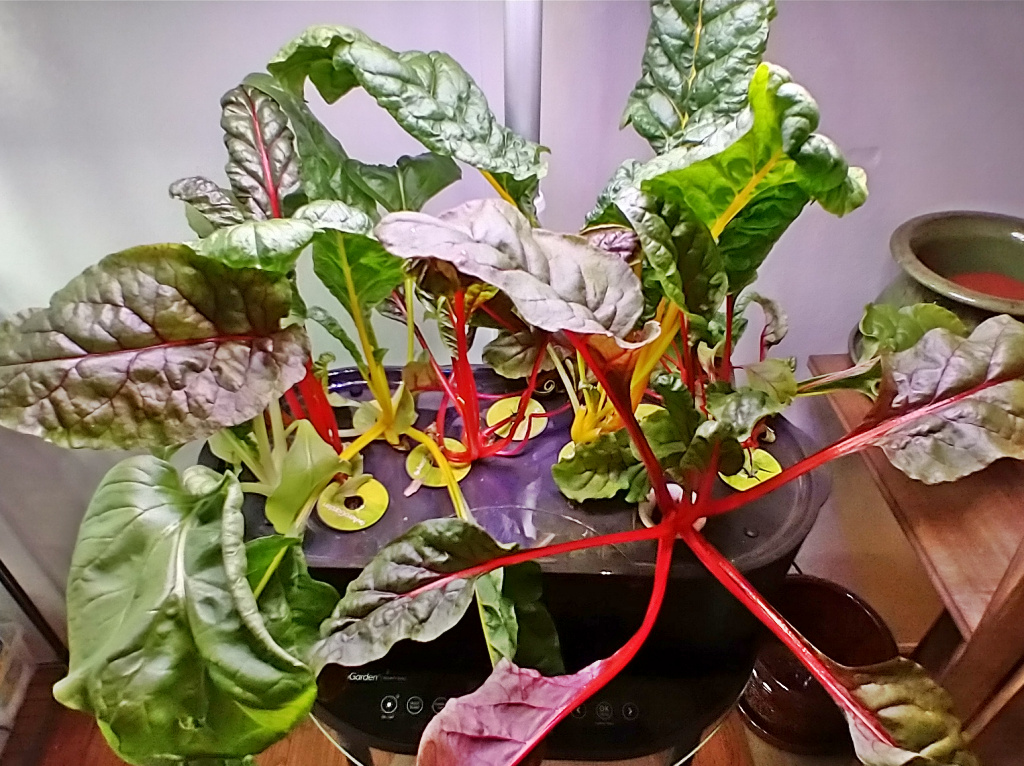 Update #6: The yellow chard will be harvested today because it has outgrown the Harvest. Its more colorful neighbor just ke…