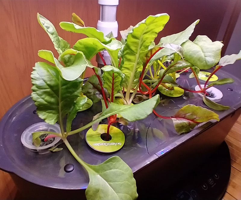 Pre-Sprouted Rainbow Swiss Chard in a Bounty Basic and Harvest
