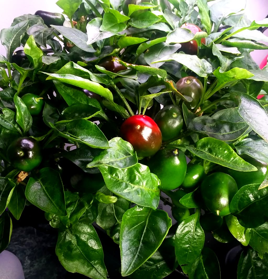 Pretty ‘n Sweet Ornamedible Peppers with Heavy Bud Drop and Aphids