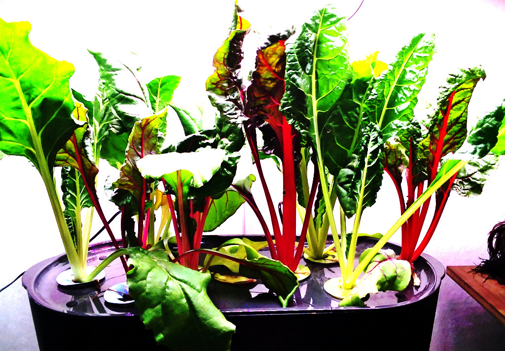 Rainbow Swiss Chard with Repeated Outer-Leaf Harvests