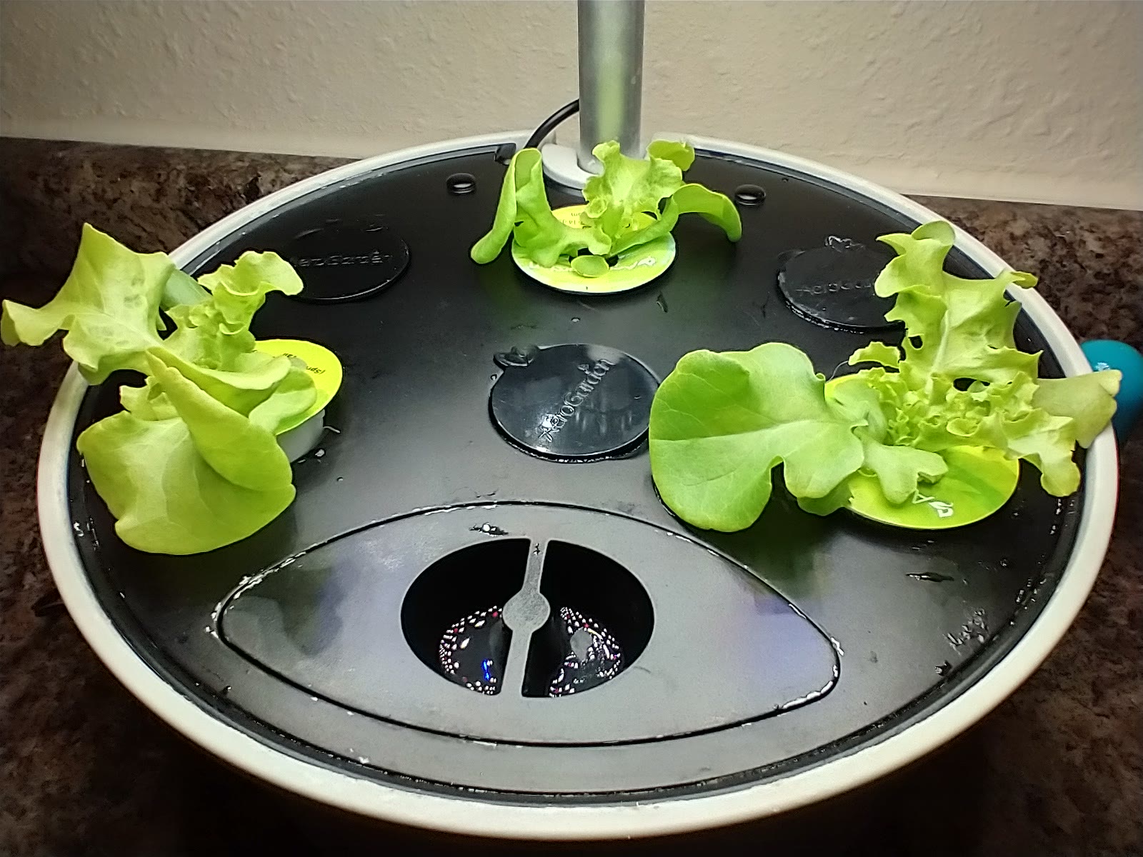 Update #11: Out with the old -- in with the new! This time I planted all green, as it is more robust and productive than the…