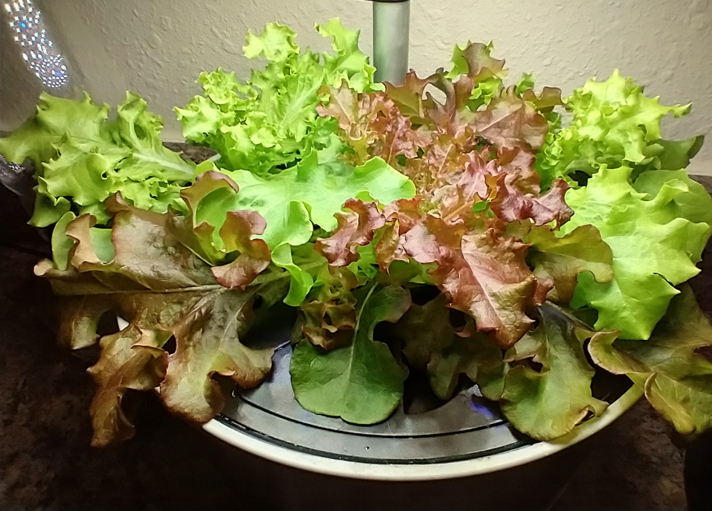 Red and Green Salad Bowl Lettuce under Hard City Water