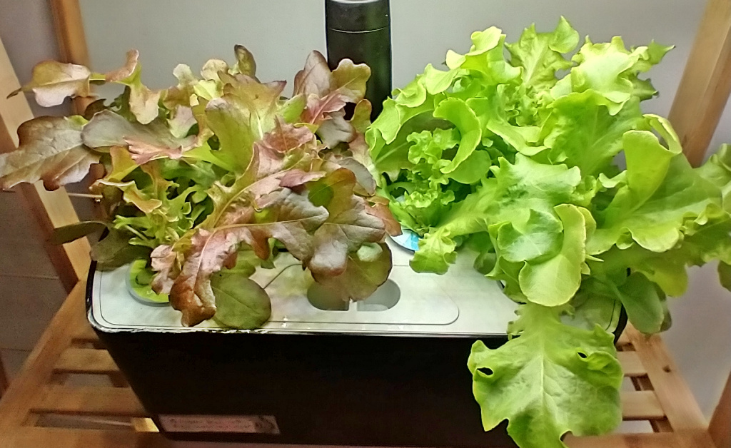 Red and Green Salad Bowl Lettuce Used Mainly for Sandwiches