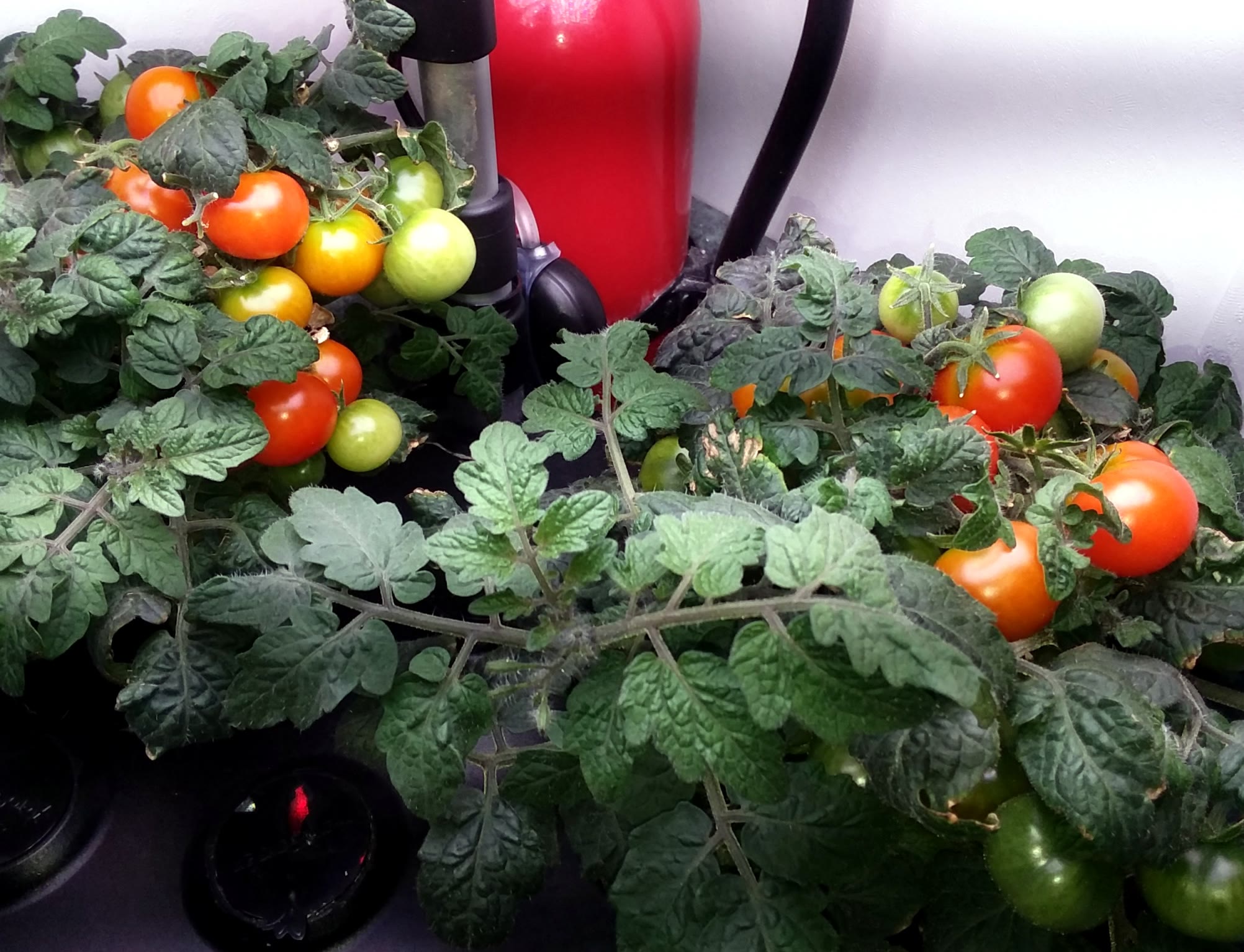 Red Windowbox Tomatoes Improved by Stronger Fruiting Nutrition