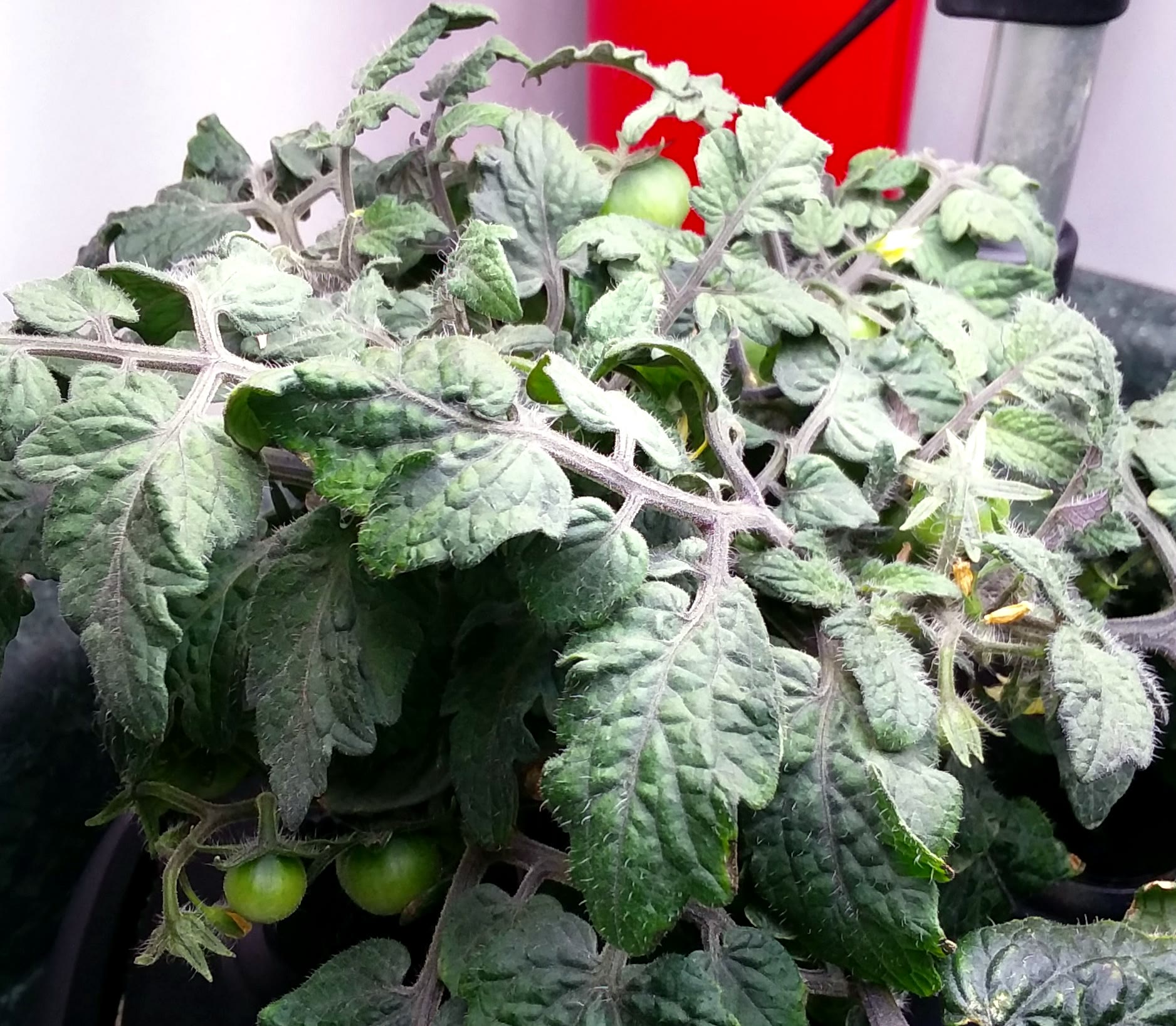 Update #6: We are getting little green tomatoes now.