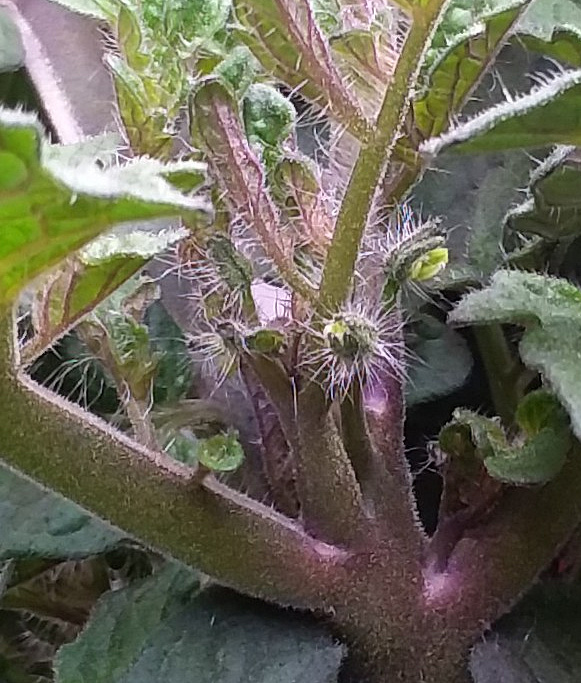 Update #3: We have flowers starting!