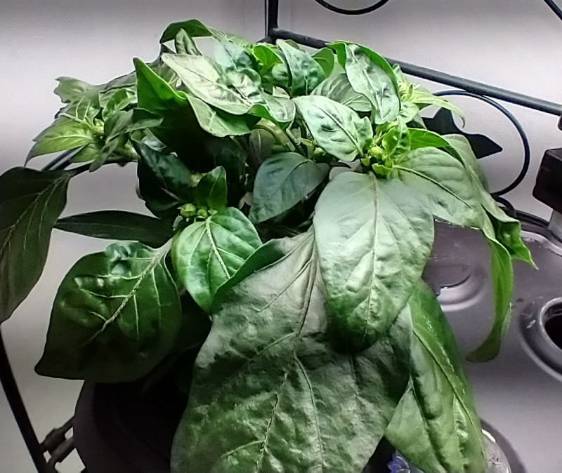 Redskin and Yellow Mohawk Pepper Seedlings Pruned before Fruiting