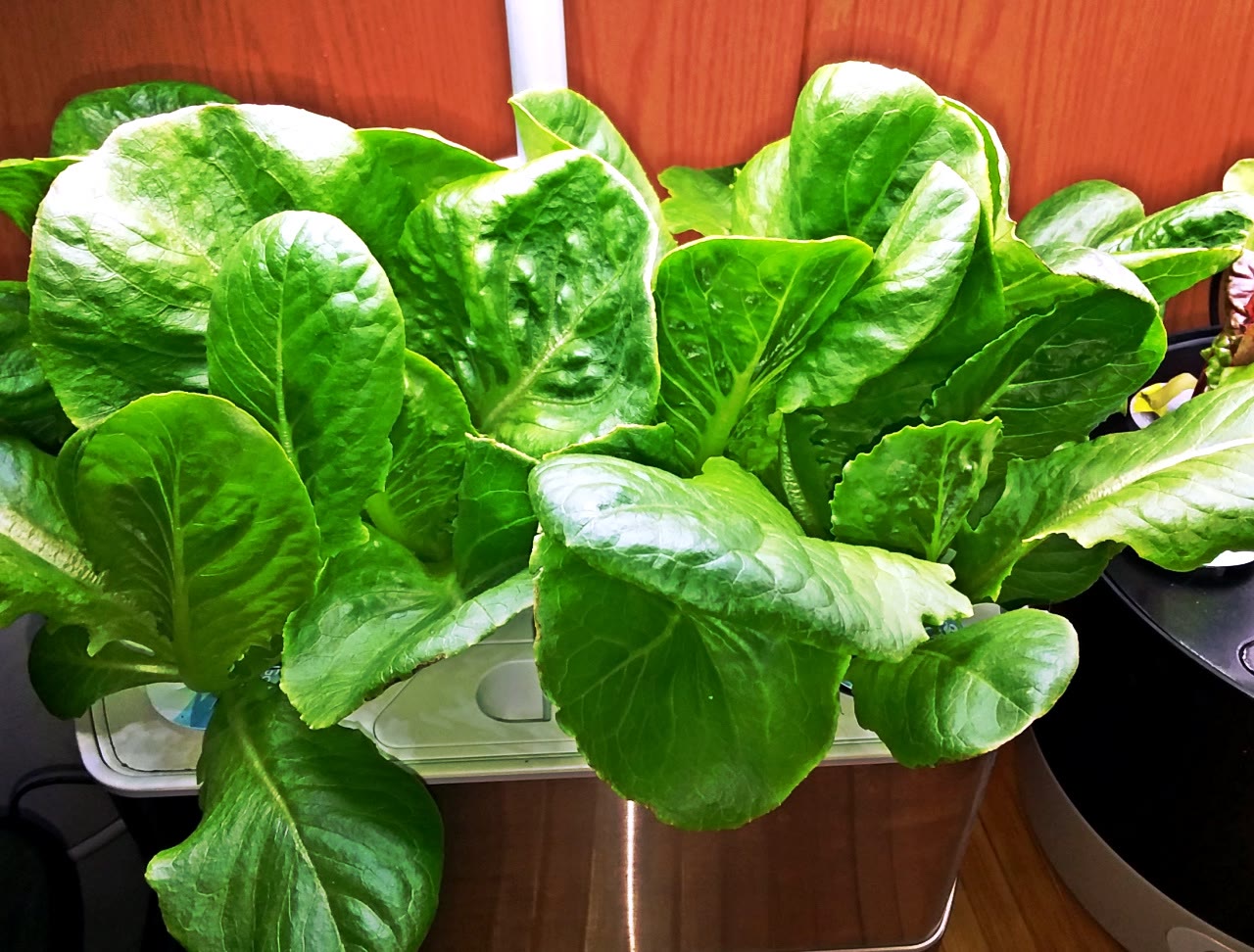 Parris Island Romaine Transplanted from Rockwool into a Bounty