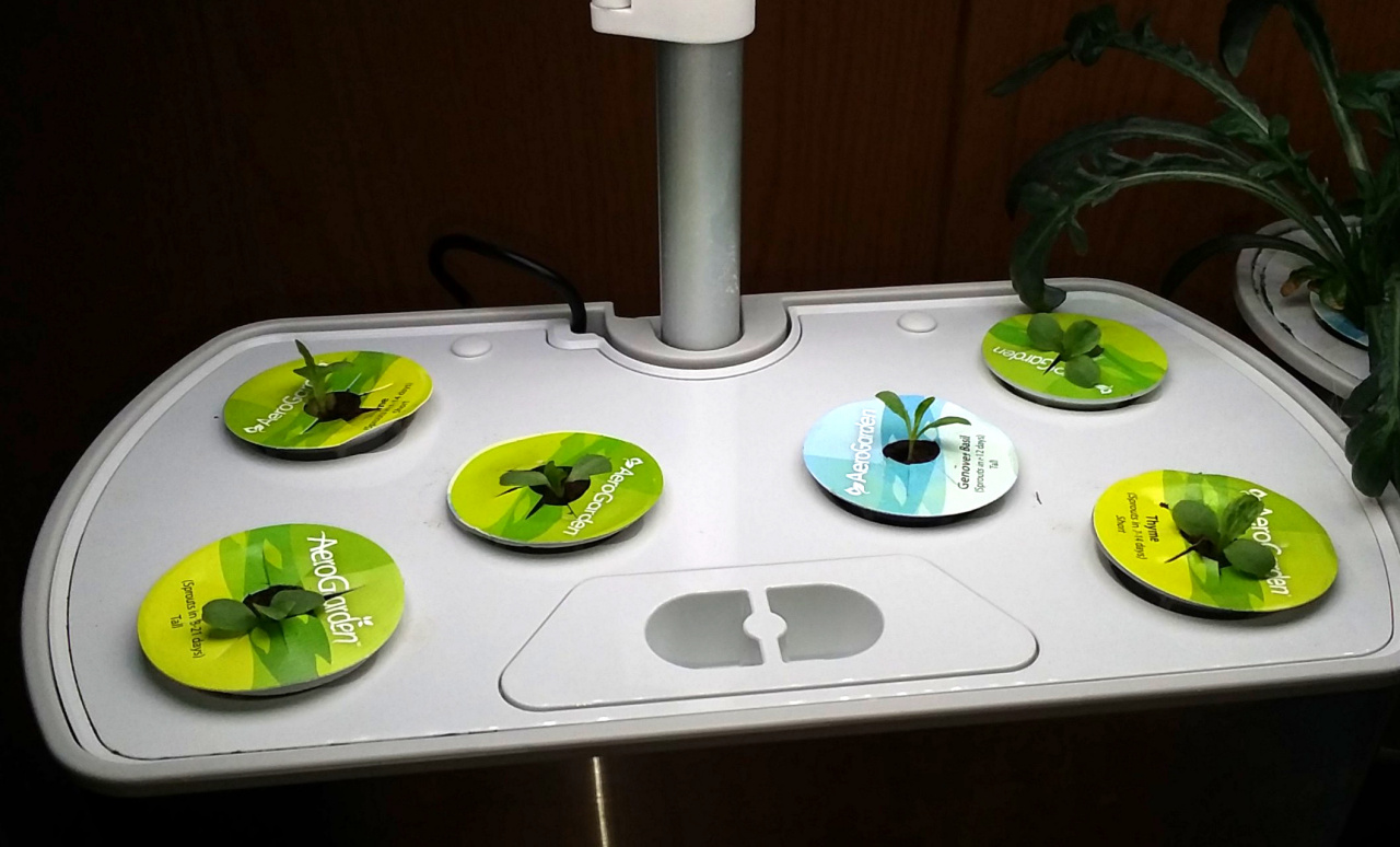 Update #1: Remember my 9 little seed starter rockwool cubes with baby romaine seedlings? I will not be able to get them int…