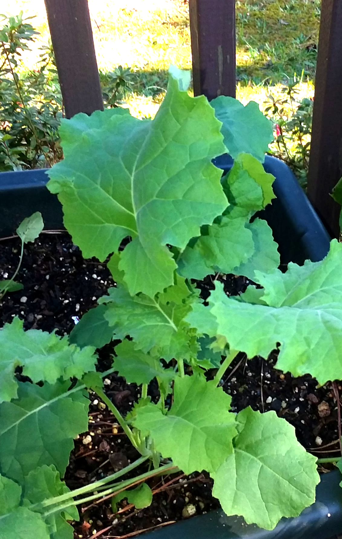 Update #2: Here are a couple of pictures of the dwarf kale outdoors. The white blotches are sunlight that my camera changed…
